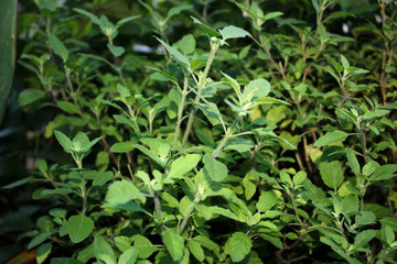 basil plant herbal medical
