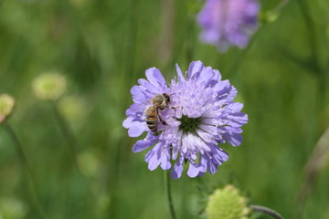 Bee collects nectar and pollen on a blue button flower