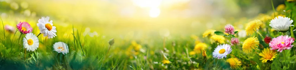 Fototapete Gras Schöner Sommer natürlicher Hintergrund mit gelben weißen Blumen Gänseblümchen, Klee und Löwenzahn im Gras gegen Morgengrauen. Ultrabreites Panorama-Querformat, Bannerformat.