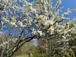 Weiße blühende Blumen mit Ast bei blauem Himmel, im Frühling bei Sonnenschein aus dem Garten im Frühling bei Weinbergen mit Aussicht auf Stuttgart beim Wald mit Wolken