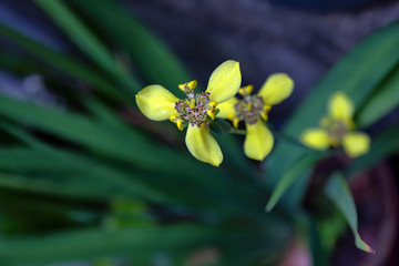 Yellow walking Iris near Kuranda in Tropical Nort Queensland, Australia
