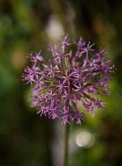 Flower for wallpaper design. Beautiful spring garden. Garden design. Botanical onion