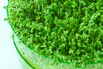 microgreen field