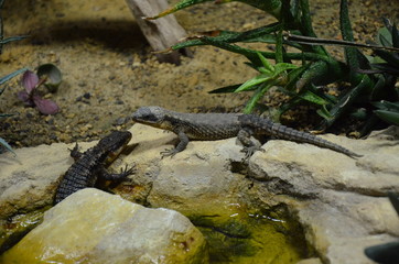 lizard at the zoo, Berlin (Germany)