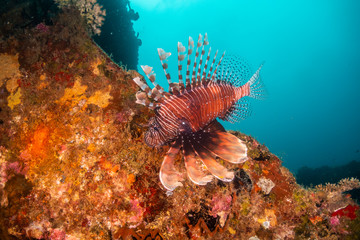 Fototapeta na wymiar Lion fish swimming among colorful coral reef