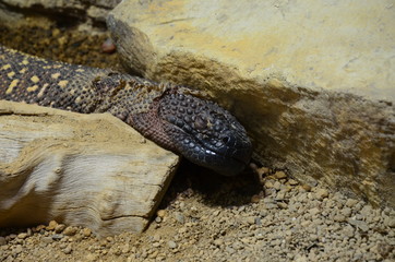 Fototapeta premium lizard at the zoo, Berlin (Germany)