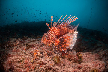 Lion fish swimming among colorful coral reef