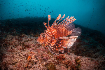 Lion fish swimming among colorful coral reef