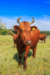 Grazing cows in the spring on a sunny day