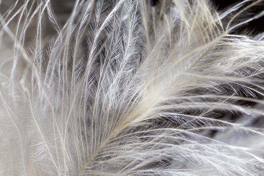 White feather texture background. Macro photography. Close-up view