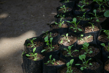 Organic vegetable garden, young vegetable plants and seedlings close up view	