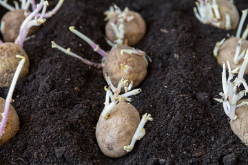 Planting germinating potato into the ground.
