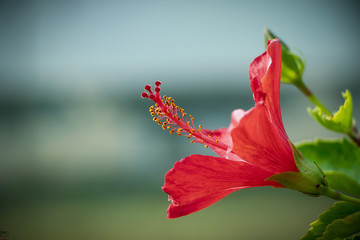 red flower of a tropical flower