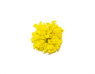 Marigold isolated on white background.