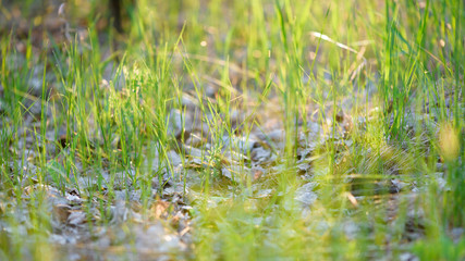 green fresh grass dew drops photo for abstract background. selective focus macro bokeh
