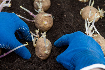 Hand in blue protective gloves is planting germinating potato into the ground.