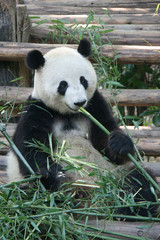 Plakat giant panda in china