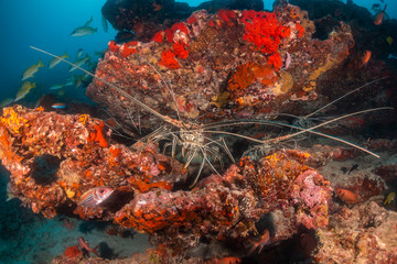 Obraz na płótnie Canvas Lobsters resting underneath coral reef