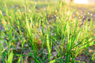green fresh grass dew drops photo for abstract background. selective focus macro bokeh
