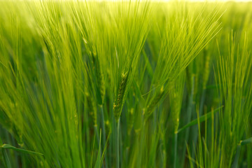 Spikelet of green wheat on the field