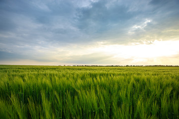 Cloudy sky over a green wheat field