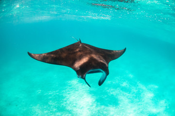 Manta ray swimming gracefully in clear blue water