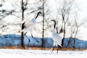 Japanese Red-crowned crane (Grus japonensis) dancing for courtship.