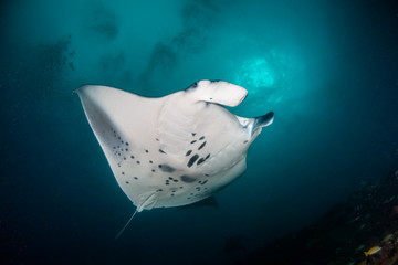 Manta ray swimming gracefully in clear blue water