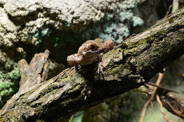 lizard at the zoo, Berlin (Germany)