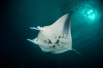Manta ray swimming gracefully in clear blue water