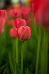 Obraz premium A bright red tulip flower background. Use it for a spring concept. Concept for holidays. Valentine's Day, 8th march, Mother's Day. 