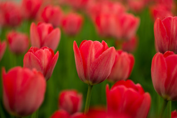 A bright red tulip flower background. Use it for a spring concept. Concept for holidays. Valentine's Day, 8th march, Mother's Day. 