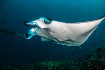 Manta ray swimming gracefully in clear blue water