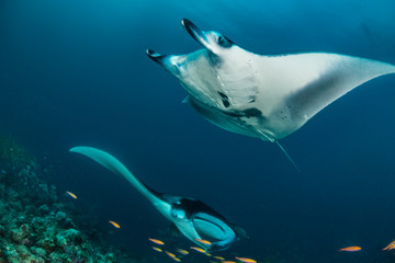 Manta ray swimming gracefully in clear blue water