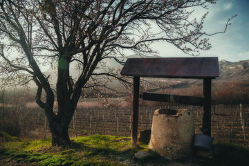 Old well under flowering almonds