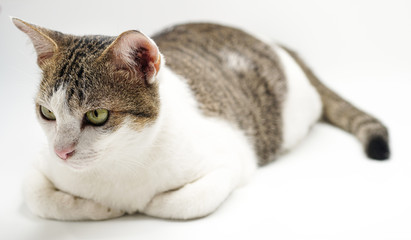  A cat staring sideways on a white