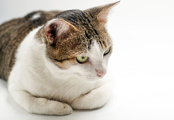  A cat staring sideways on a white background.