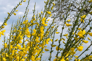 Cytisus scoparius, common broom or Scotch broom yellow flowers closeup selective focus