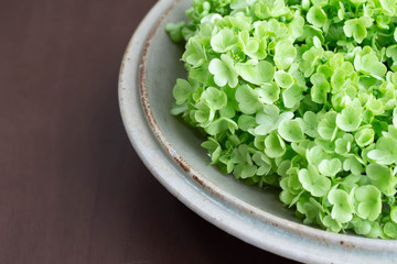 皿に飾ったビバーナム・スノーボールの花