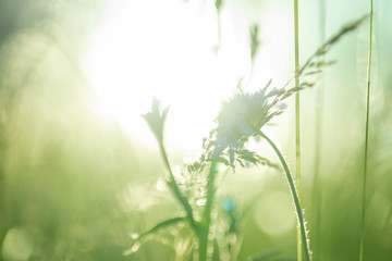 Obraz na płótnie Canvas Close-up Of Plant Growing Outdoors