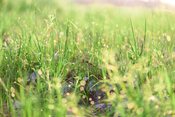 green fresh grass dew drops photo for abstract background. selective focus macro bokeh