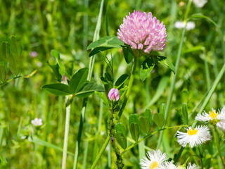 春から初夏の草むらに咲くアカツメクサの花