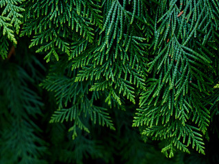 Green thuja tree branches background.