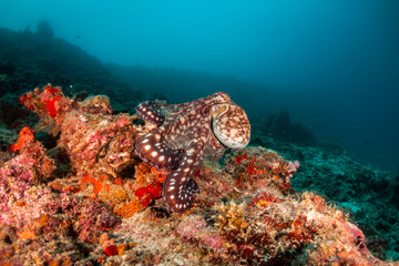Fototapeta na wymiar Octopus among colorful coral reef