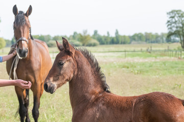 Close-up of a little brown foal,stallion foal is standing next to the mother, during the day with a countryside landscape