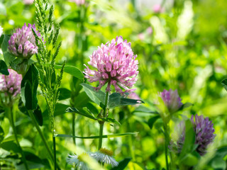 春から初夏の草むらに咲くアカツメクサの花