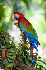 Beautiful macaw on the tree