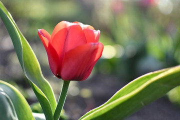 Naklejka premium Tulpen im Garten sind immer ein Blickfang