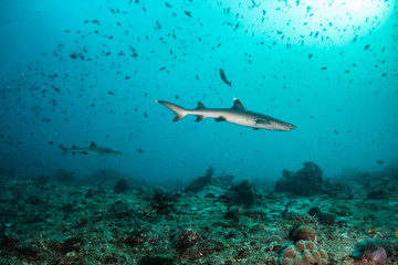 Shark swimming in the wild among fish and marine life