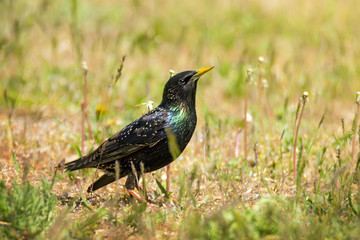 Single Common starling bird in green grass